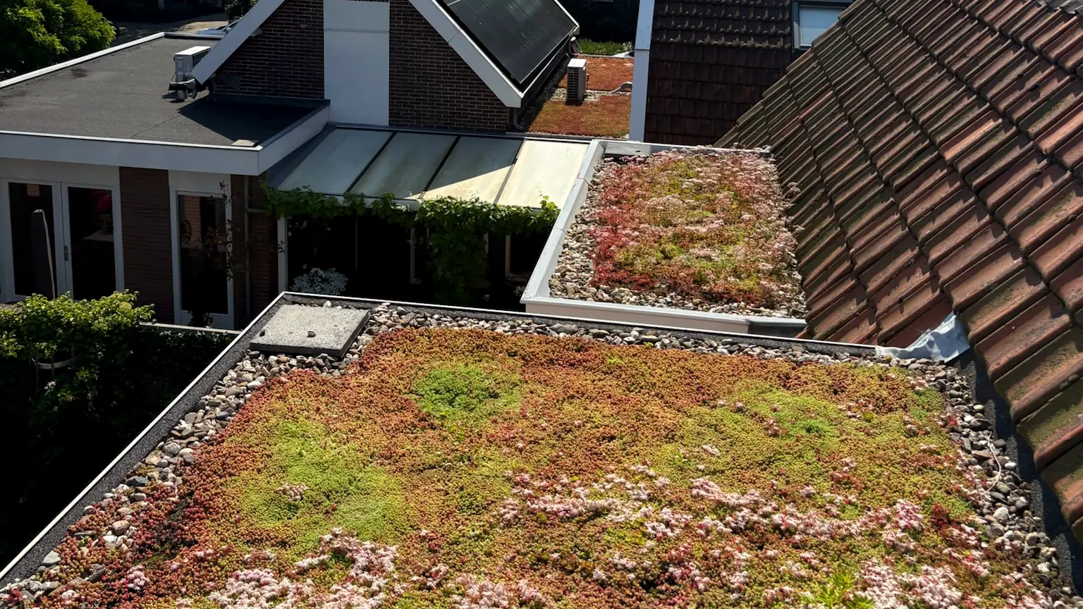 Bloeiend sedumdak tussen de pannendaken van een Noord-Hollands dorp