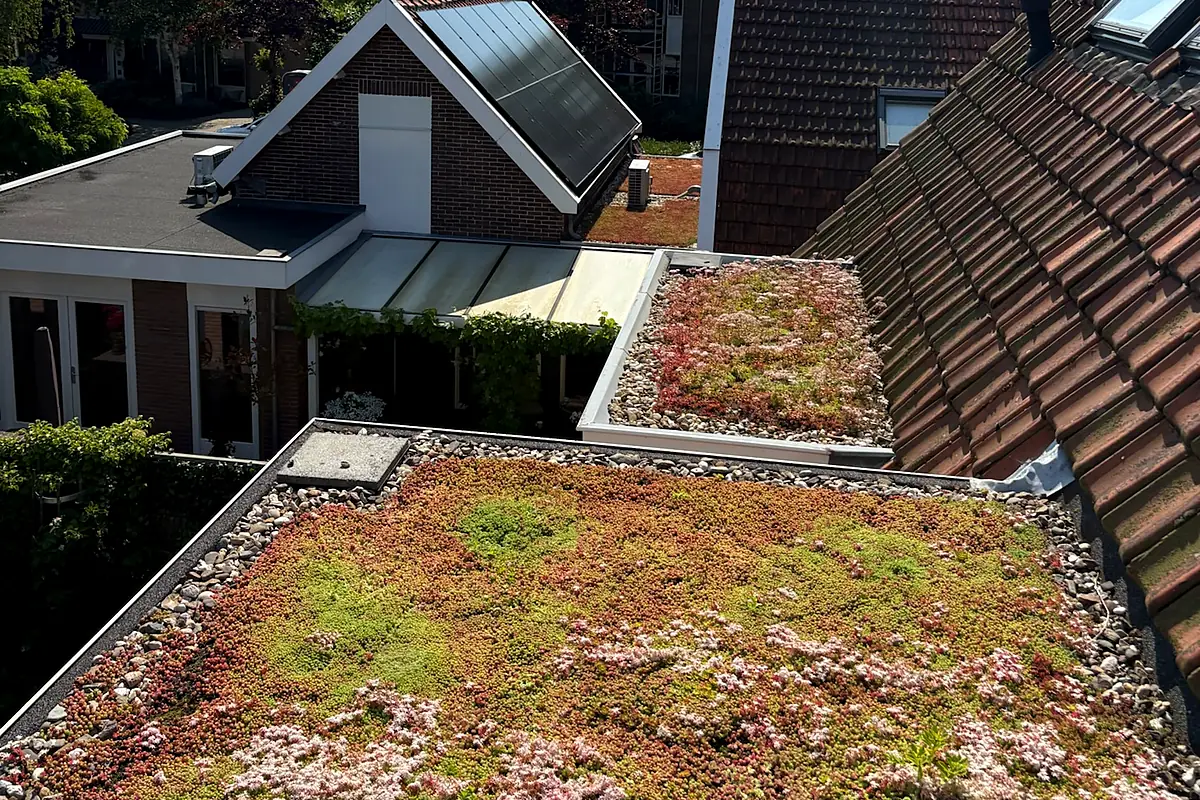 Bloeiend sedumdak tussen de pannendaken van een Noord-Hollands dorp