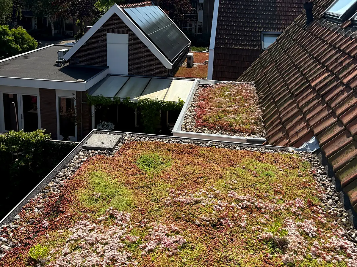 Bloeiend sedumdak tussen de pannendaken van een Noord-Hollands dorp