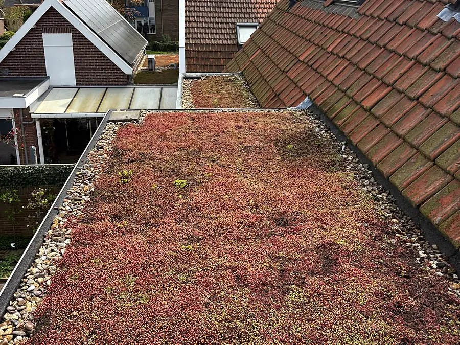 Volgroeid roodachtig sedumdak naast een pannendak
