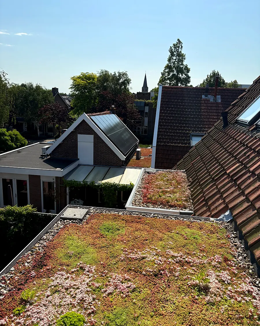 Close-up van een bloeiende sedum-mix met roze en groene tinten