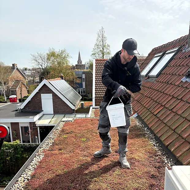 Sedumdak krijgt voeding tijdens het jaarlijkse onderhoud